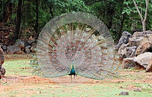 Peacock at the zoo