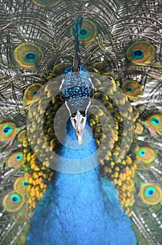 Peacock zoo bird animal