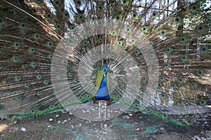 Peacock in zoo at petchburi