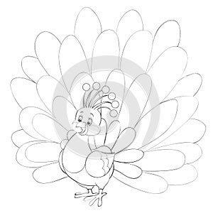 Peacockpeacock dismissed tail, outline drawing, coloring, isolated object on a white background, vector illustration,