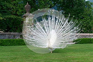 Peacocks photo