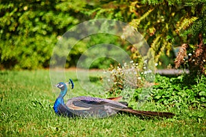 Peacocks in Bagatelle park, Bois de Boulogne in Paris, France photo