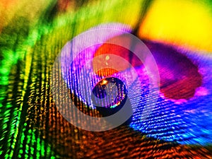 Peacocks feather shines