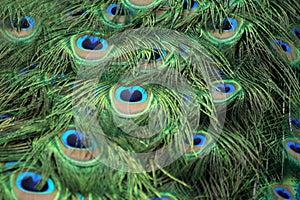 Peacocks feathers
