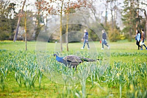 Peacocks and geese in Bagatelle park of Bois de Boulogne in Pari