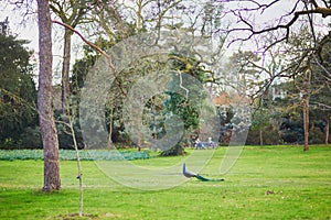 Peacocks and geese in Bagatelle park of Bois de Boulogne in Pari photo