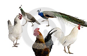 Peacocks, hens and rooster