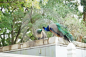 Peacocks are kissing