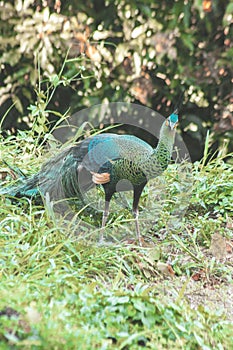 Peacocks looking for food in the meadows. Peacocks are large pheasant-type birds