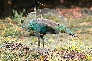 Peacocks looking for food in the meadows. Peacocks are large pheasant-type birds