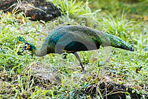 Peacocks looking for food in the meadows. Peacocks are large pheasant-type birds