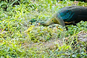 Peacocks looking for food in the meadows. Peacocks are large pheasant-type birds