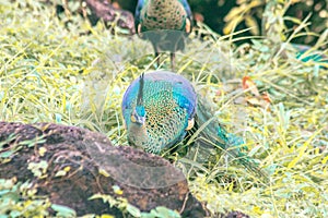 Peacocks looking for food in the meadows. Peacocks are large pheasant-type birds