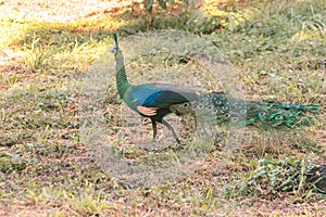 Peacocks looking for food in the meadows. Peacocks are large pheasant-type birds