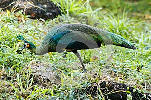 Peacocks looking for food in the meadows. Peacocks are large pheasant-type birds