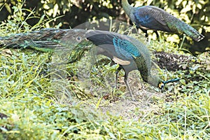 Peacocks looking for food in the meadows. Peacocks are large pheasant-type birds