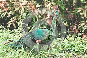 Peacocks looking for food in the meadows. Peacocks are large pheasant-type birds