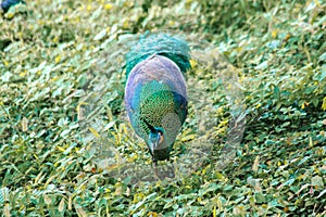 Peacocks looking for food in the meadows. Peacocks are large pheasant-type birds