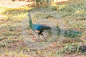 Peacocks looking for food in the meadows. Peacocks are large pheasant-type birds
