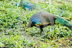 Peacocks looking for food in the meadows. Peacocks are large pheasant-type birds