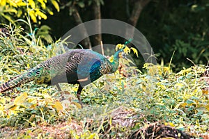 Peacocks looking for food in the meadows. Peacocks are large pheasant-type birds