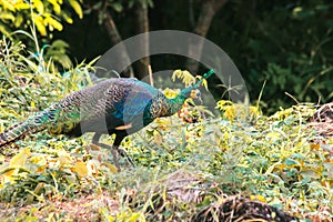 Peacocks looking for food in the meadows. Peacocks are large pheasant-type birds