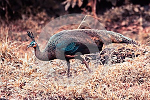 Peacocks looking for food in the meadows. Peacocks are large pheasant-type birds