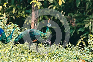 Peacocks looking for food in the meadows. Peacocks are large pheasant-type birds