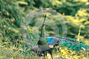 Peacocks looking for food in the meadows. Peacocks are large pheasant-type birds