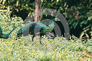 Peacocks looking for food in the meadows. Peacocks are large pheasant-type birds