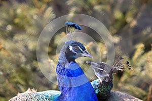 Peacocks in love