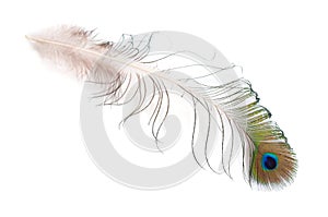 Peacocks Spotted feather isolated on white background