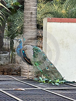 Peacock at Sri Ramana Ashram (Burials: Ramana Maharshi) located at Thamarai Nagar, Tiruvannamalai, Tamil Nadu. India