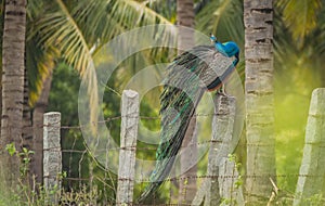 Peacocks on a stone post