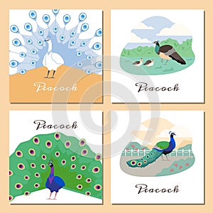 Peacocks, various cards with beautiful colorful birds, cartoon vector