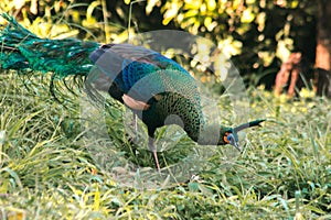 Peacocks walk around looking for food in the meadows.