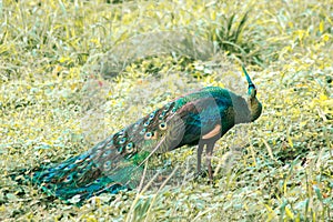 Peacocks walk around looking for food in the meadows.