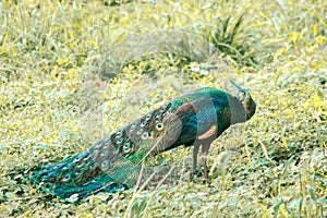 Peacocks walk around looking for food in the meadows.