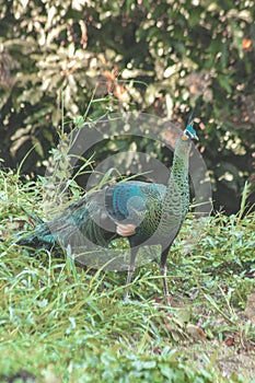 Peacocks walk around looking for food in the meadows.