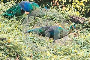 Peacocks walk around looking for food in the meadows