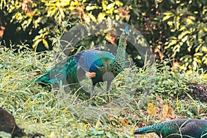 Peacocks walk around looking for food in the meadows