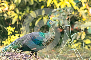 Peacocks walk around in the meadows. Peacocks are large pheasant-type birds