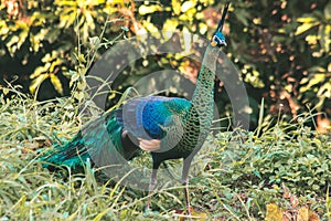 Peacocks walk in the meadows. Peacocks are large pheasant-type birds