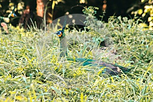 Peacocks walk in the meadows. Peacocks are large pheasant-type birds