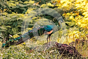 Peacocks walk in the meadows. Peacocks are large pheasant-type birds