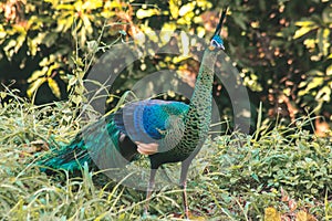 Peacocks walk in the meadows. Peacocks are large pheasant-type birds