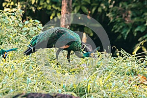 Peacocks walk in the meadows. Peacocks are large pheasant-type birds