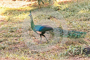 Peacocks walk in the meadows. Peacocks are large pheasant-type birds