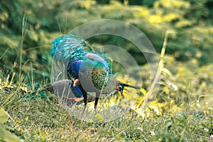 Peacocks walk in the meadows. Peacocks are large pheasant-type birds