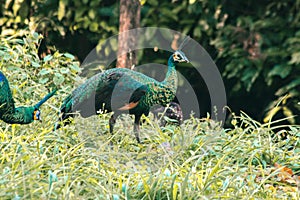 Peacocks walk in the meadows. Peacocks are large pheasant-type birds